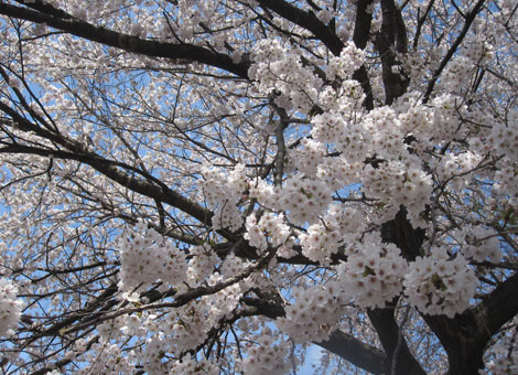 花見の桜