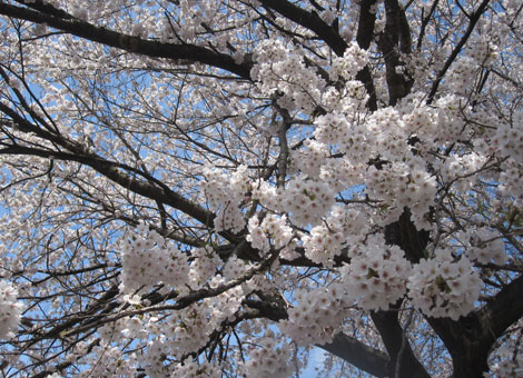 花見の桜