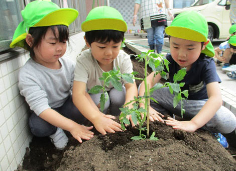 「夏野菜の苗植え」